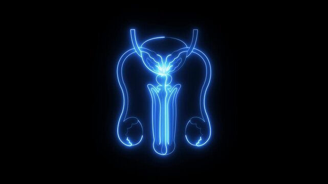 glowing neon Male reproductive organs icon animation on black background. Healthcare body part icon. Male reproductive system icon  symbol. The testes are the primary male reproductive organ.