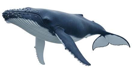 Isolated Humpback Whale with flippers, tail, fins, blue and gray animal for reference © Julie