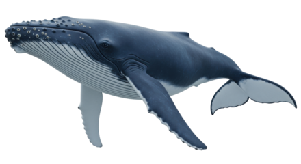 Isolated Humpback Whale with flippers, tail, fins, blue and gray animal for reference