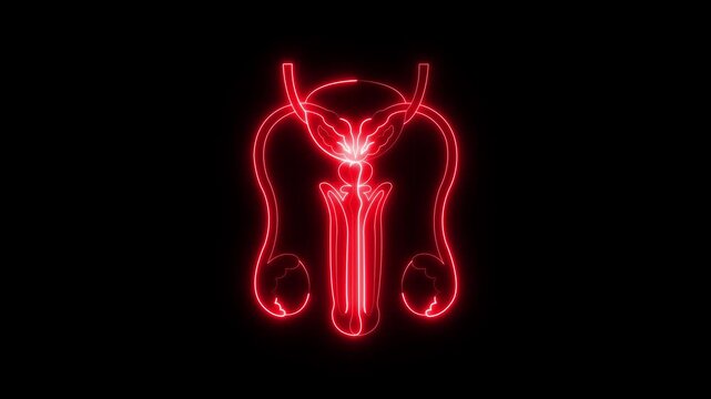 glowing neon Male reproductive organs icon animation on black background. Healthcare body part icon. Male reproductive system icon  symbol. The testes are the primary male reproductive organ.