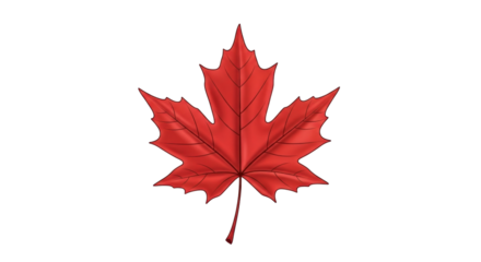 Isolated illustration of red maple leaf, symbol of Canada in autumn, botanical art