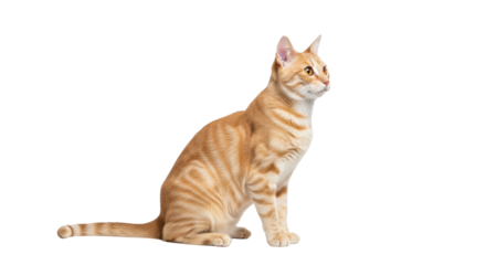 Isolated orange tabby cat sitting upright, looking off to the side in studio setting