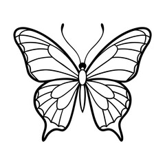 butterfly vector illustration