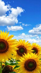 Obraz premium Vibrant sunflowers against a vibrant blue sky