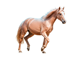 Obraz premium Majestic palomino horse in motion, showcasing powerful build and flowing mane against a clean white background, embodying grace and freedom.