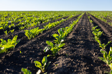 Green plants are thriving in neat rows across a large field, basking in the sunlight on a clear day. The soil is rich and dark