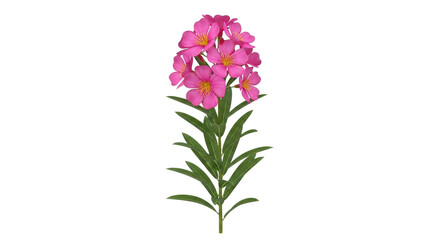 Isolated vibrant pink oleander flower and green leaves on branch, floral blossom closeup