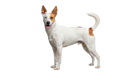 Isolated young Basenji dog standing alert with an open mouth smiling to the right