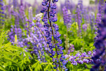 Obraz premium Vibrant purple flowers of lupin fill the garden, creating a colorful display in sunny spring weather