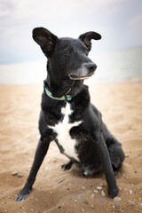 A black dog with a white chest sits on the sandy beach, looking out towards the water. The sky is overcast, and the waves gently lap the shore, creating a serene atmosphere.