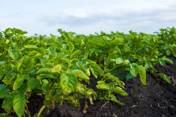 Potato plants thrive in rich soil, with vibrant green leaves reaching for sunlight on a bright day in the countryside