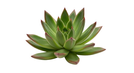 Isolated Echeveria succulent plant, houseplant with green leaves and red tips against blankness