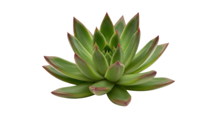 Isolated Echeveria succulent plant, houseplant with green leaves and red tips against blankness