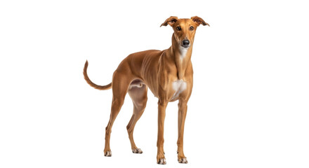 Isolated attentive Galgo dog looks at camera, a Spanish Greyhound breed of dog