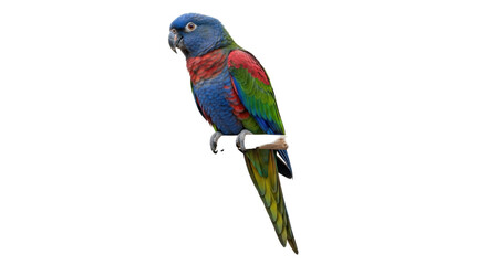 Isolated Festive Amazon parrot perching on a branch showing its colorful plumage, exotic bird