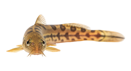 Isolated Stone loach fish lying prone, with dark stripes and blotches, in profile view