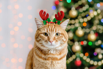 A sad ginger cat with a Christmas decoration on its head looks at the camera on a blurred festive background with a Christmas tree. Holiday burnout or christmas stress