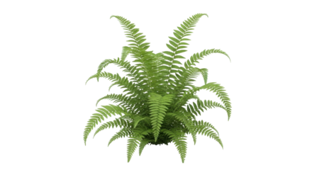 Isolated lush green fern bush, vibrant foliage plant, botanical beauty and ornamental freshness