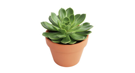 Isolated Echeveria succulent plant in a small terracotta pot, studio shot against light backdrop
