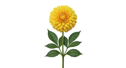 Isolated yellow dahlia flower on a stem, featuring symmetrical green leaves illustration