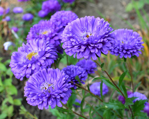 Garden asters grow in flower beds