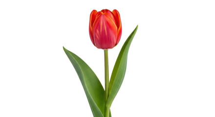 Isolated bright single orange tulip blossom with green leaves in close-up view on neutral background