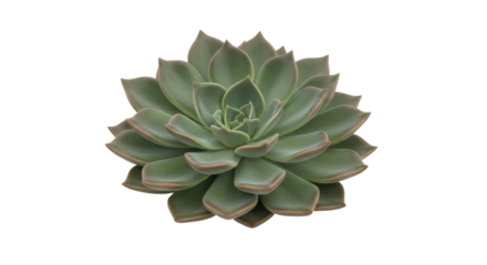Isolated succulent plant, rosette shaped, gray-green leaves with red edges on tips. Perfect for nature-themed designs