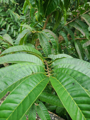 green cacao pod growing on a lush tropical plant stem