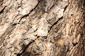 Maritime Pine, Pinus pinaster trunk symbol. Texture made of maritime pine tree bark. Beautiful Maritime Pine, Pinus pinaster trunk background. Conceptual image. Peaceful nature.