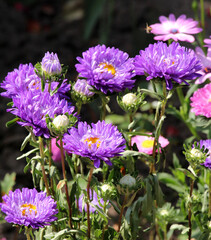 Fototapeta premium Garden asters grow in flower beds