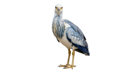 Isolated Grey Heron, beautiful long-legged bird standing tall, graceful wildlife in nature