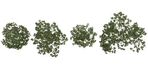 Naklejka premium Collection of Alnus trees on transparent background from the top view