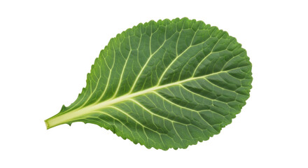Isolated leaf of collard greens shows rich chlorophyll, ribs, and serrated edges