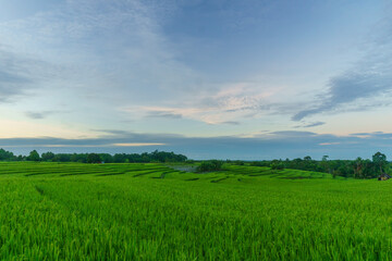 Fototapeta premium Beautiful morning view indonesia Panorama Landscape paddy fields with beauty color and sky natural light