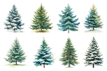 Obraz premium Variety of snow-covered evergreen trees.