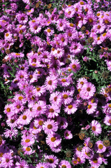 Fototapeta premium Perennial bush asters are blooming in the garden