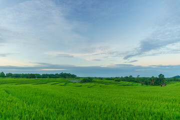 Obraz premium Beautiful morning view indonesia Panorama Landscape paddy fields with beauty color and sky natural light