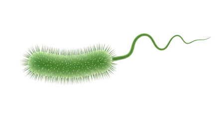 Isolated Bacterium Cell with Flagellum, Green Germ Bacteria Microbe, Infection Biology