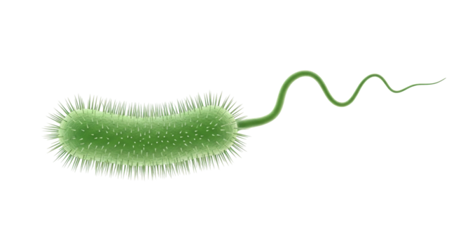 Isolated Bacterium Cell with Flagellum, Green Germ Bacteria Microbe, Infection Biology