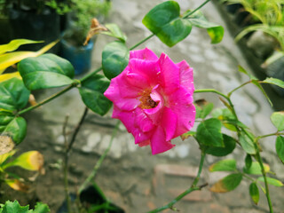 Obraz premium Vibrant pink rose bloom lush green leaves garden beauty floral nature photography