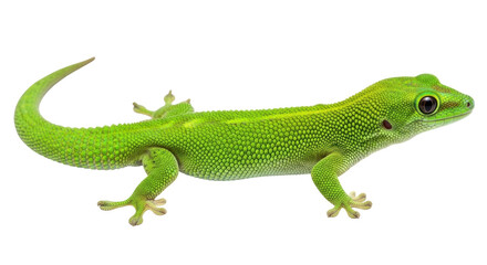 Isolated bright green gecko showing skin texture detail with its toes stretched out close up