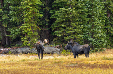 A Pair of Moose (Alces Alces) in the forest of Wyoming in a light snow