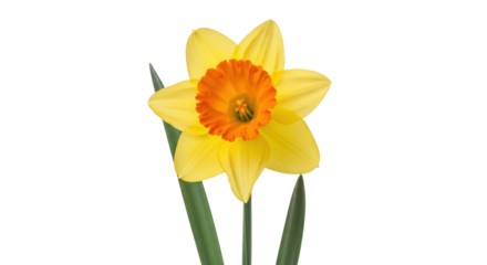 Isolated daffodil spring flower with bright yellow petals and orange trumpet center blossom