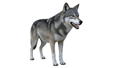 Isolated Gray Wolf Standing Staring Ahead with Mouth Open Showing Teeth without Background