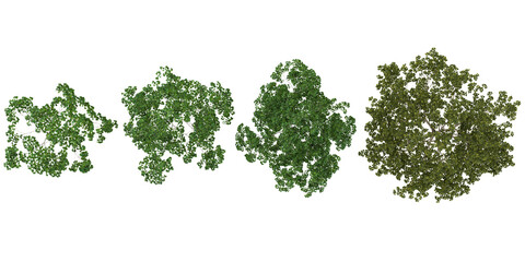 Collection of Betula,Broussonetia trees on transparent background from the top view