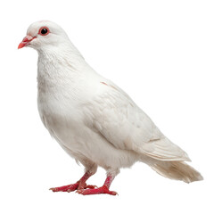 White dove standing gracefully on a plain background with sharp focus highlighting its features