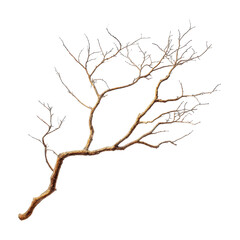Decorative dry branch with unique shapes perfect for home d&eacute;cor and crafting projects