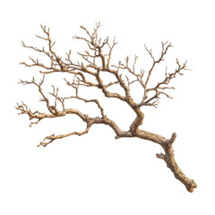 Branch with intricate twist and turns showcases natural beauty in a minimalist style