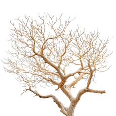 Unique bare tree branches with intricate patterns against a white backdrop