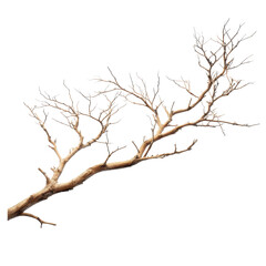 Dried branch with bare twigs ideal for rustic decor or crafts in a natural setting
